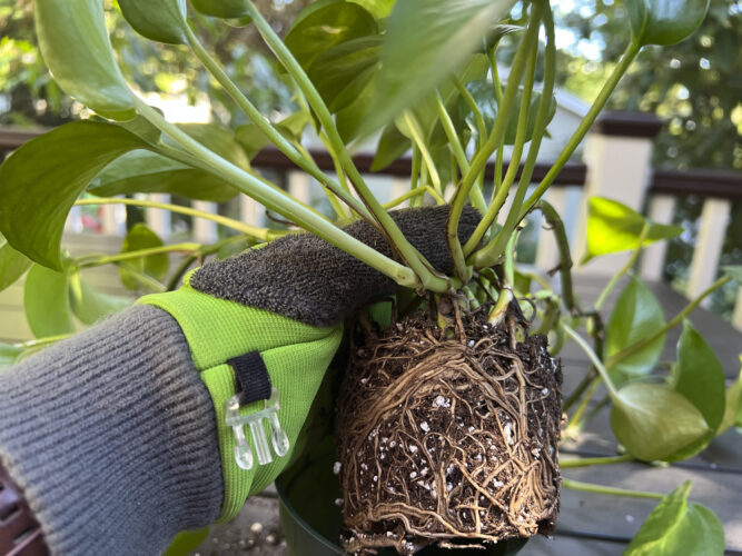 Summer vacation is over for houseplants, too — time to repot them?